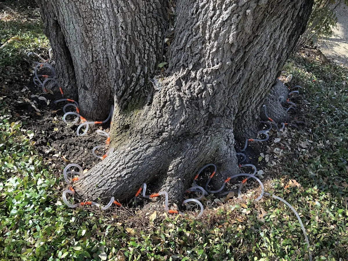Detailed Tree Cabling and Bracing job site in Reynoldsburg