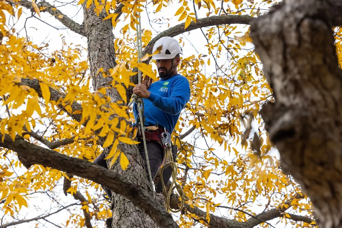 Skilled Tree Pruning crew working in Reynoldsburg